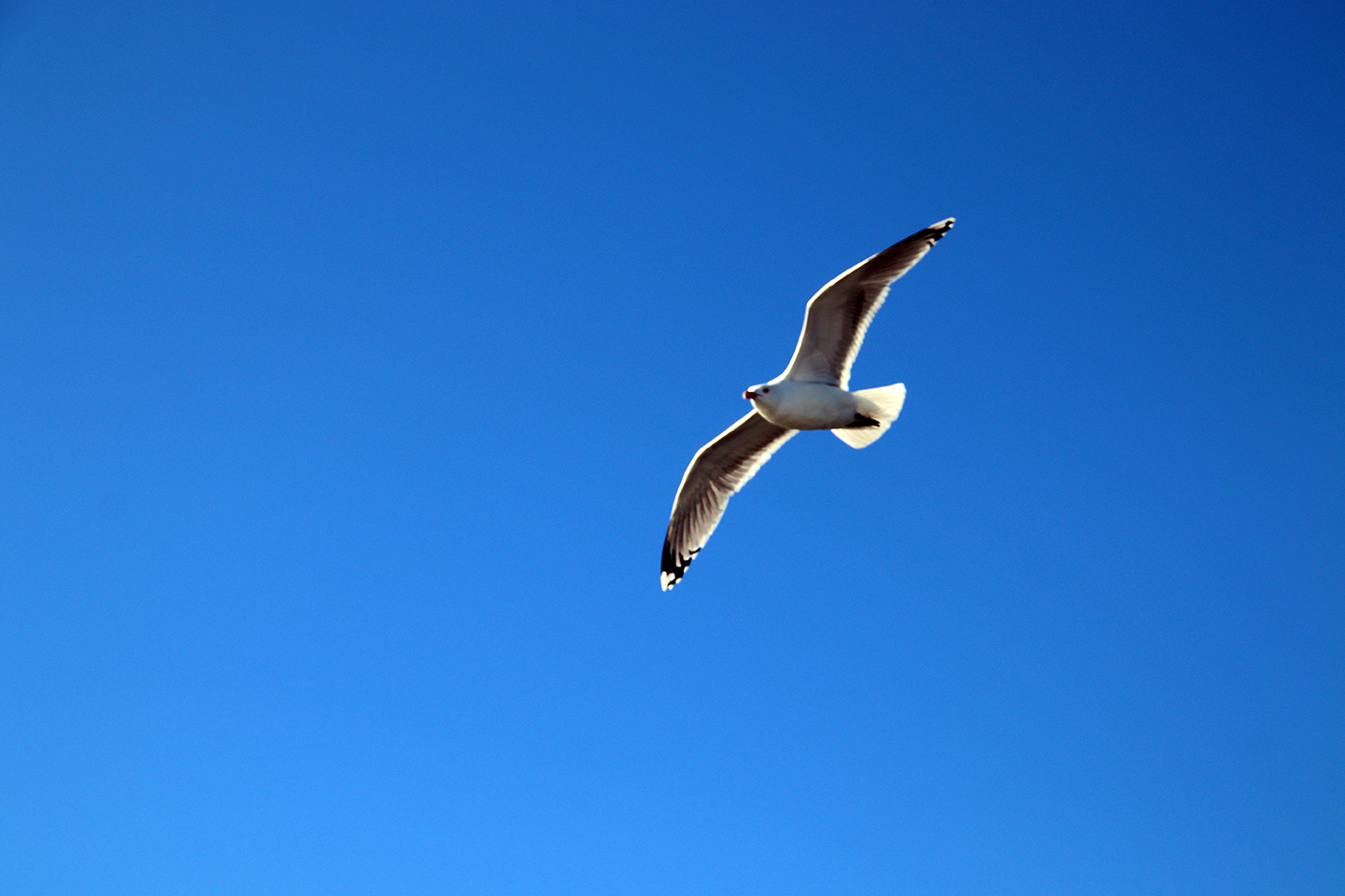 IMG_5531_1440x960